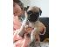 PoulaTo: Διαθέσιμα κουτάβια PUG